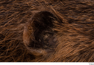 Nutria ear 0007.jpg